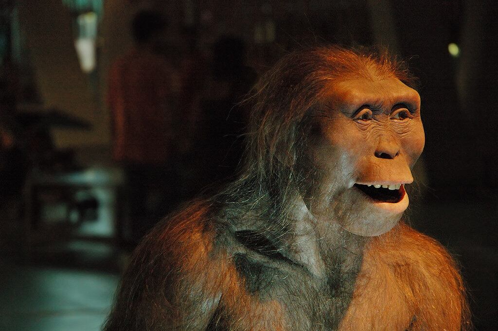 Australopithecus