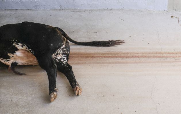 Toro que corneó a matador español será sacrificado