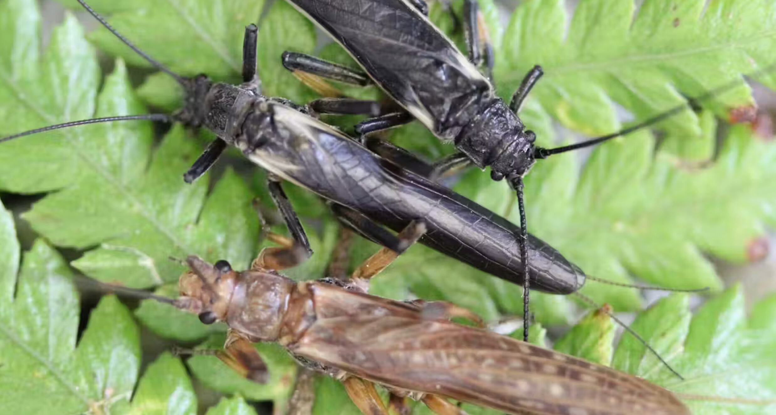 Moscas de la piedra autóctonas de Nueva Zelanda