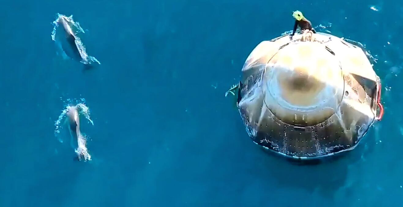 Manada de delfines dio la bienvenida a los astronautas que regresaban a la Tierra