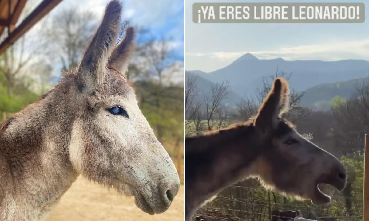 ¡Se te va a desgarrar el alma! Burrito llora de felicidad al ser liberado tras estar 8 años amarrado