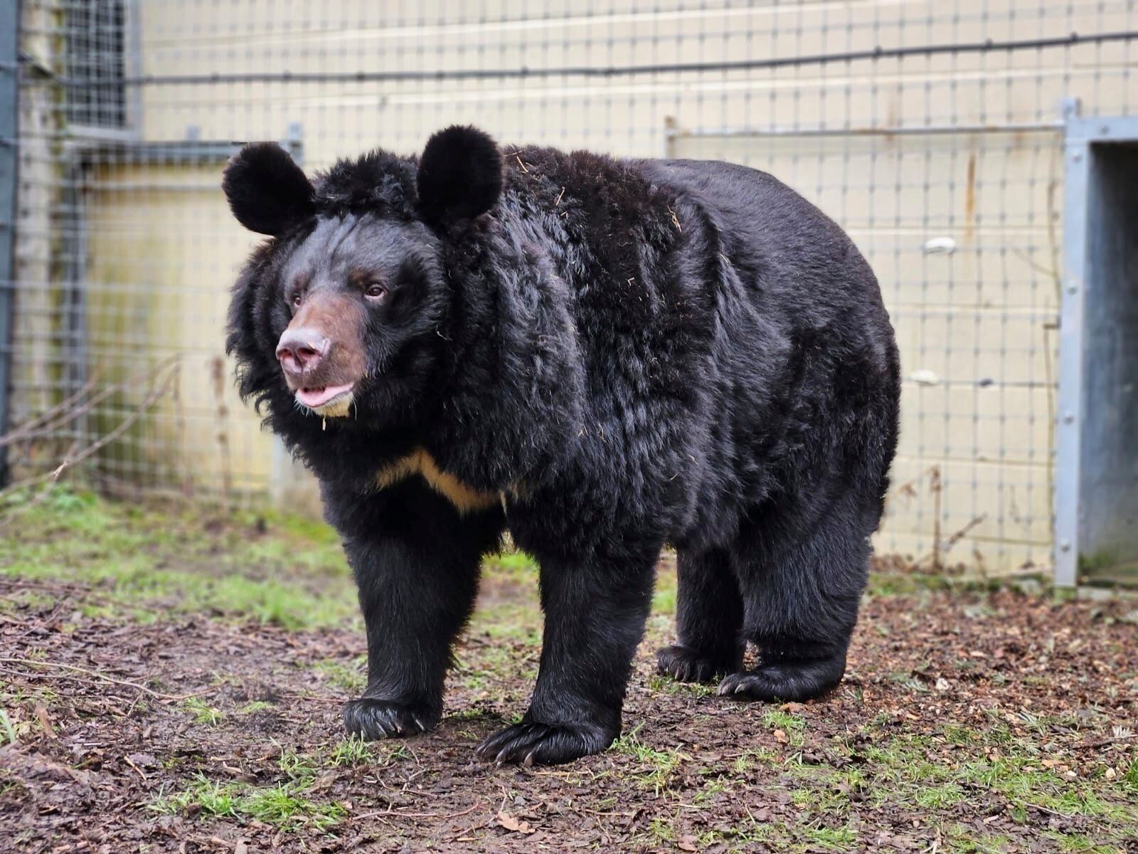 Un oso mascota acabó con la vida de una mujer luego de que cometió un fatal error